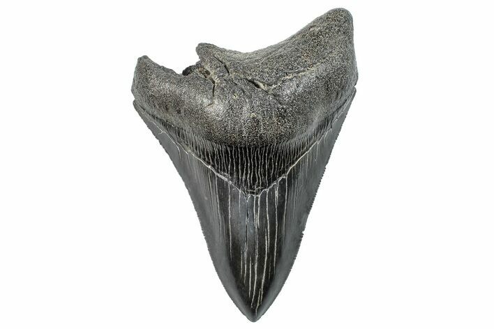 Serrated, Fossil Megalodon Tooth - South Carolina #288205